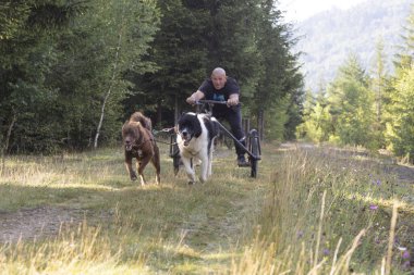 Köpek takımı yazın güneşli bir günde tarlada koşan bir adamla bisikleti çekiyor.