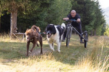 Köpek takımı yazın güneşli bir günde tarlada koşan bir adamla bisikleti çekiyor.