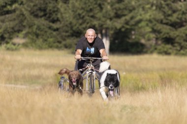 Köpek takımı yazın güneşli bir günde tarlada koşan bir adamla bisikleti çekiyor.