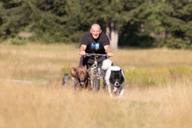 Köpek takımı yazın güneşli bir günde tarlada koşan bir adamla bisikleti çekiyor.