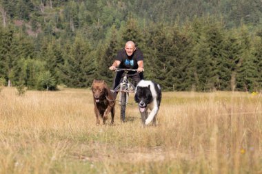 Köpek takımı yazın güneşli bir günde tarlada koşan bir adamla bisikleti çekiyor.