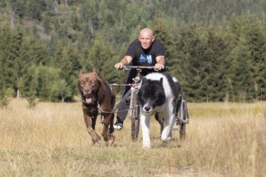 Köpek takımı yazın güneşli bir günde tarlada koşan bir adamla bisikleti çekiyor.