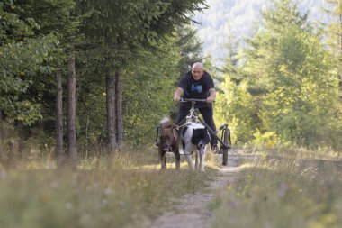 Köpek takımı yazın güneşli bir günde tarlada koşan bir adamla bisikleti çekiyor.