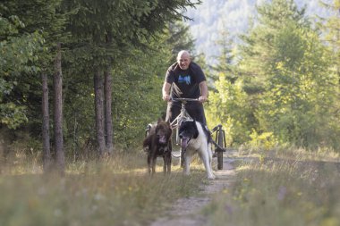 Köpek takımı yazın güneşli bir günde tarlada koşan bir adamla bisikleti çekiyor.