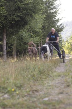 Köpek takımı yazın güneşli bir günde tarlada koşan bir adamla bisikleti çekiyor.