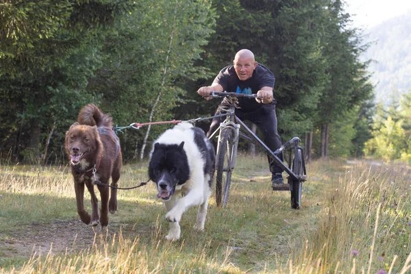 dog team pulling bike with man mushing through a field in the summer on a sunny day
