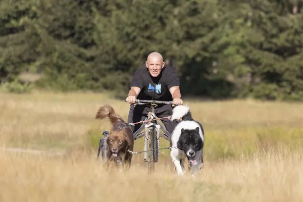 dog team pulling bike with man mushing through a field in the summer on a sunny day