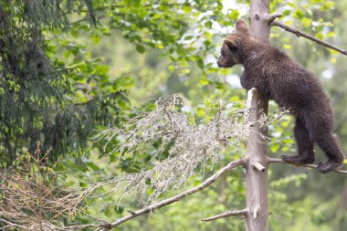 Vahşi yavru kahverengi ayı yavrusunun portresi ursus arctos yeşil Avrupa yaz ormanında duruyor ağaçta yürüyor