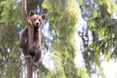 Vahşi yavru kahverengi ayı yavrusunun portresi ursus arctos yeşil Avrupa yaz ormanında duruyor ağaçta yürüyor