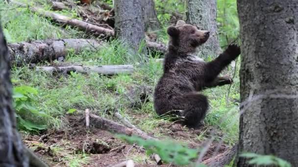 Braunbär Grünen Wald Spielt Mit Baum Und Gräbt — Stockvideo