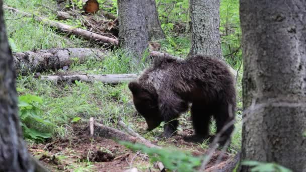 緑の森で掘る若い茶色のクマのウルス科の近くに — ストック動画
