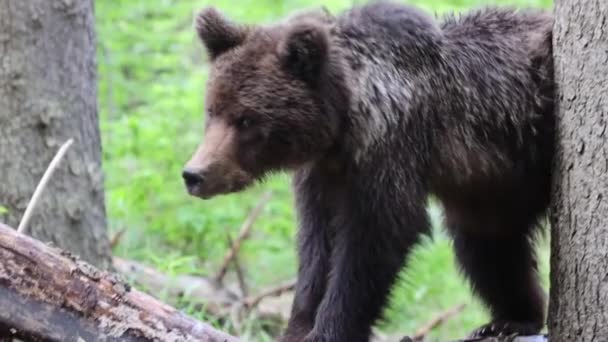 Primer Plano Oso Pardo Joven Ursus Arctos Excavación Del Bosque — Vídeos de Stock