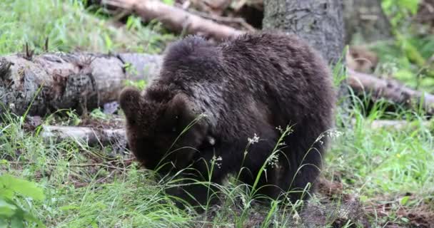 Zblízka Mladý Medvěd Hnědý Ursus Arctos Zeleném Lese Kopání — Stock video