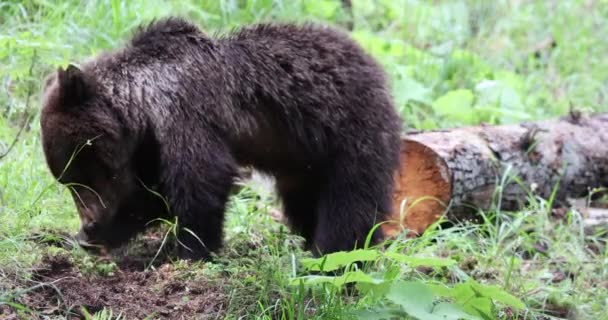 Närbild Unga Brunbjörn Ursus Arctos Grön Skog Gräva — Stockvideo