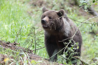 Avrupa kahverengi ayısı ursus arctos tek başına yeşil yaz çayır ormanlarında çimen arıyor 