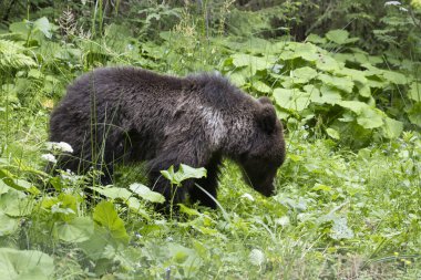 Avrupa kahverengi ayısı ursus arktos yeşil yaz çayırlarında çiçeklerle yürüyor.