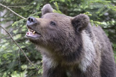 Yeşil yaz ormanlarında kokan kahverengi ayı ursus arctos portresini yakından çek. (Çoklu değerler)