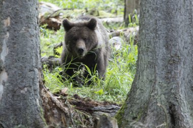 Kahverengi ayı ursus arctos Spruce Ormanı 'nda yürüyor.
