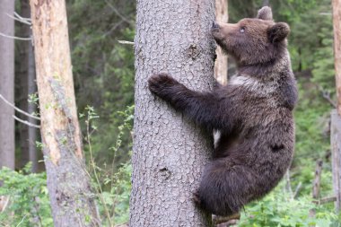 Kahverengi ayı ursus arctos yavrusu yeşil ladin ormanında ağaca tırmanıyor..