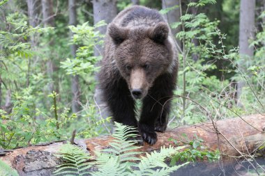 Kahverengi ayı ursus arctos. Yeşil ladin ormanına yakın. Düşen ağaç gövdesinde yürüyor..