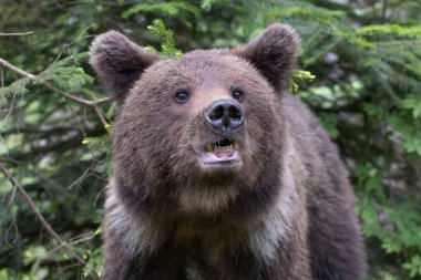 Yeşil yaz ormanlarında kokan kahverengi ayı ursus arctos portresini yakından çek. (Çoklu değerler)