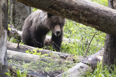 Kahverengi ayı ursus arctos Çiçekler ve kalın bitki örtüsü ile yemyeşil çayırda kapalı.