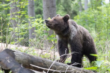 Kahverengi ayı ursus arctos. Yeşil ladin ormanına yakın. Düşen ağaç gövdesinde yürüyor..