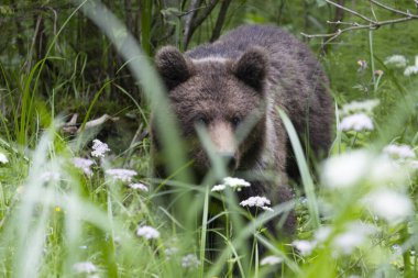 Kahverengi ayı ursus arctos Çiçekler ve kalın bitki örtüsü ile yemyeşil çayırda kapalı.