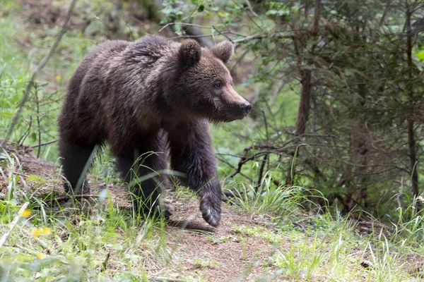 Avrupa kahverengi ayısı ursus arktos yeşil yaz çayır ormanlarında çimenlerle yürür