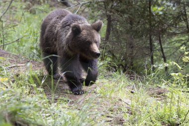 Avrupa kahverengi ayısı ursus arktos yeşil yaz çayır ormanlarında çimenlerle yürür