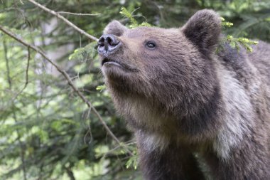 Yeşil yaz ormanlarında kokan kahverengi ayı ursus arctos portresini yakından çek. (Çoklu değerler)