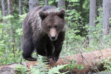 Kahverengi ayı ursus arctos. Yeşil ladin ormanına yakın. Düşen ağaç gövdesinde yürüyor..