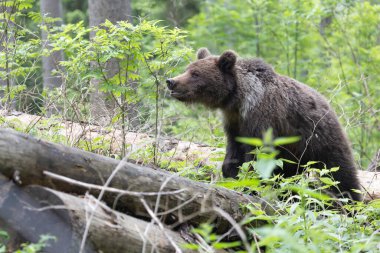 Kahverengi ayı ursus arctos. Yeşil ladin ormanına yakın. Düşen ağaç gövdesinde yürüyor..