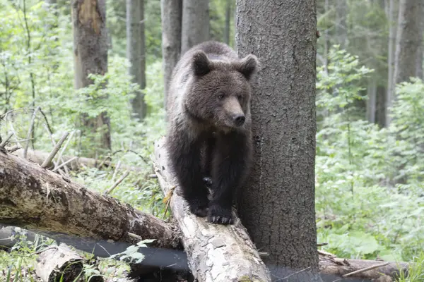 Avrupa kahverengi ayısı ursus arktos yaz boyunca düşmüş ağaç gövdesinde yürürken ladin ormanını kapatır..