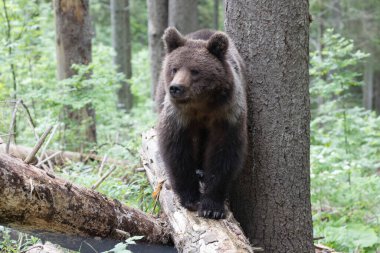 Avrupa kahverengi ayısı ursus arktos yaz boyunca düşmüş ağaç gövdesinde yürürken ladin ormanını kapatır..