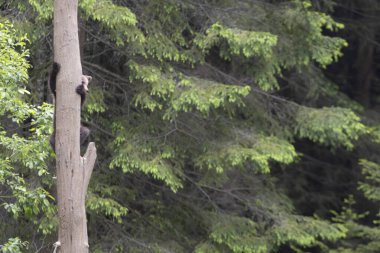 Kahverengi ayı ursus arctos yavrusu yeşil ladin ormanında ağaca tırmanıyor..