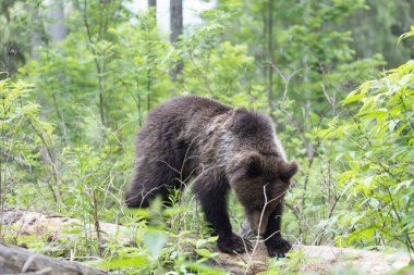 Kahverengi ayı ursus arctos. Yeşil ladin ormanına yakın. Düşen ağaç gövdesinde yürüyor..