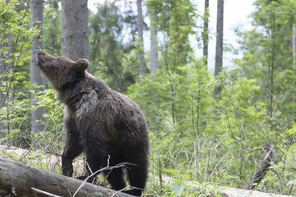 Kahverengi ayı ursus arctos. Yeşil ladin ormanına yakın. Düşen ağaç gövdesinde yürüyor..