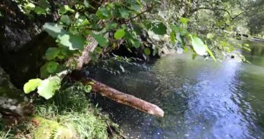 Yeşil yaz ormanlarında akan suyla kristal berrak nehir.