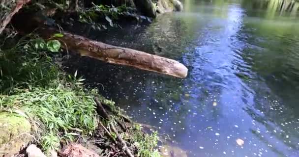 Kristallklarer Fluss Mit Fließendem Wasser Grünen Sommerwald — Stockvideo