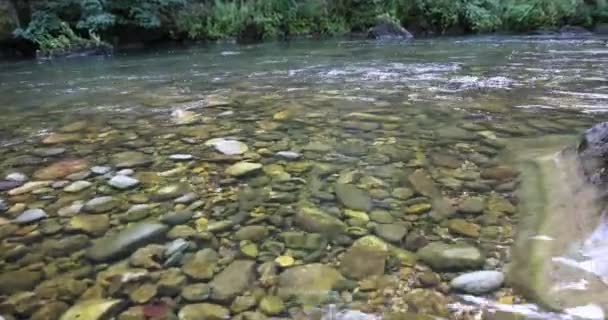 Rivière Cristalline Avec Eau Courante Dans Forêt Verte Été — Video