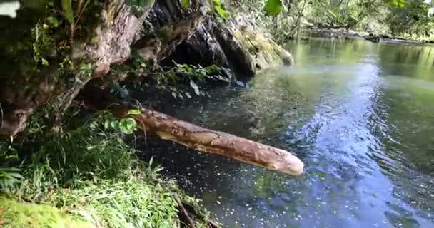 Kristallklarer Fluss Mit Fließendem Wasser Grünen Sommerwald — Stockvideo