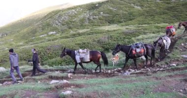 Stepantsminda Georgia 'da Kafkasya dağ yolunda bavul taşıyan at konvoyu..