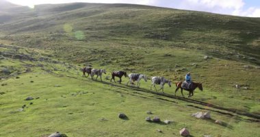 Stepantsminda Georgia 'da Kafkasya dağ yolunda bavul taşıyan at konvoyu..