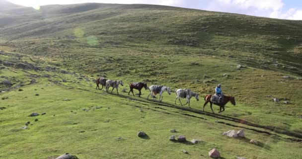 Convoy Caballos Que Lleva Equipaje Camino Montaña Del Cáucaso Stepantsminda — Vídeos de Stock