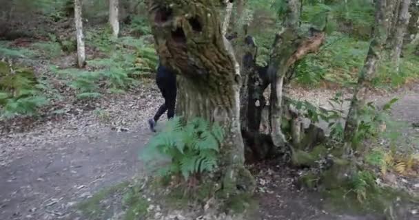 Женщина Мужчина Гуляют Собаками Лесной Тропе Летом — стоковое видео