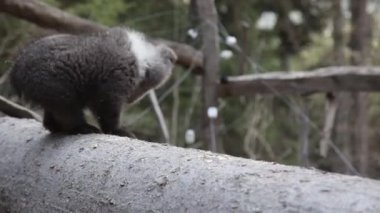 Devrilmiş ağaçtaki meraklı küçük ayı yavrusu.