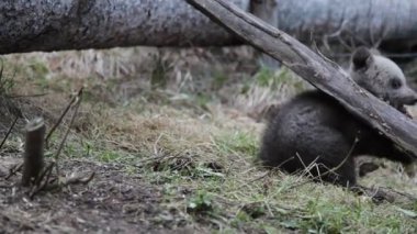 Yavru ayı ağaca sarılırken yerde oynayıp yuvarlanıyor..