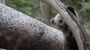 Yavru ayı ormanda oynuyor ve sarılıyor..