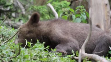 Yeşil çayırda oturan ve ot yiyen ayı yavrusu..